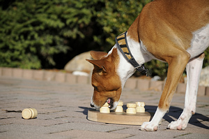 The Basenji breed is among the dogs that don't shed much.